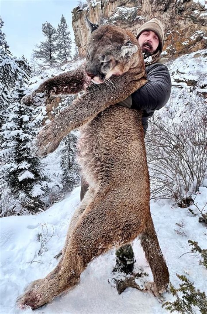 Unveiling Jake Herak's Lucrative World Of Mountain Lion Hunting